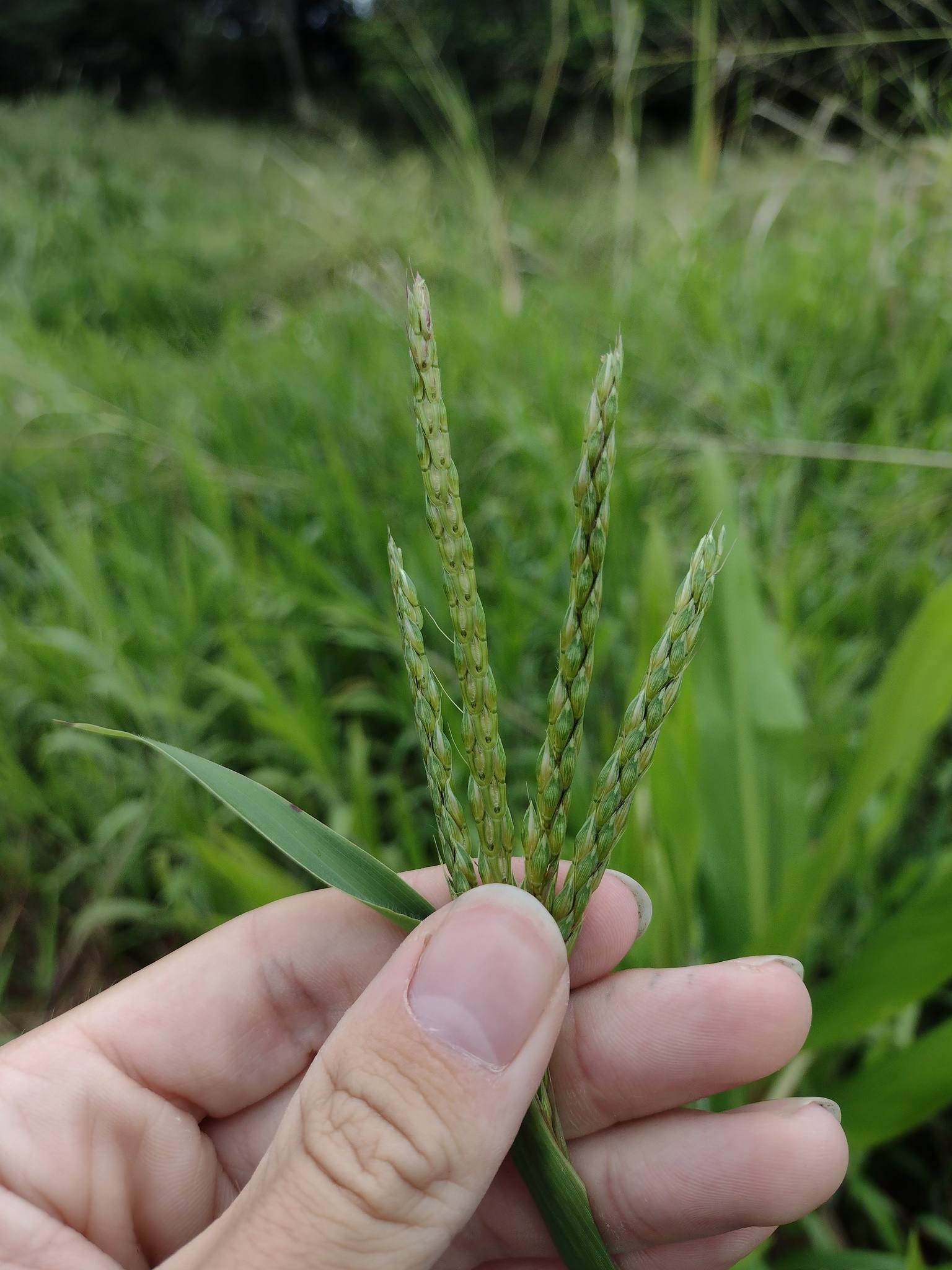 (c) Kevin Faccenda, certains droits réservés (CC BY) https://www.inaturalist.org/observations/108407628