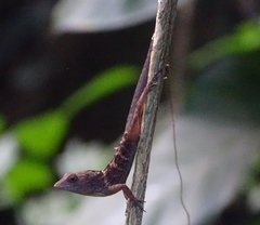 Anolis hispaniolae