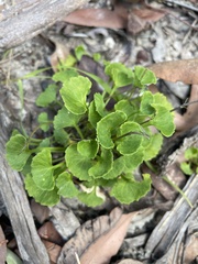 Viola banksii