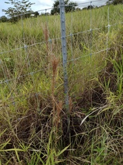 Schizachyrium condensatum