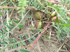 Astragalus crassicarpus