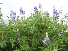 Lupinus pubescens