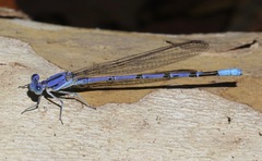 Argia munda