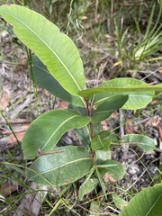 Corymbia gummifera