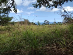 Themeda villosa
