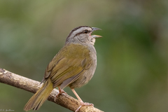 Arremonops chloronotus