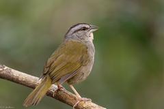 Arremonops chloronotus