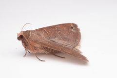 Cissusa