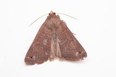 Cissusa