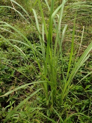 Themeda villosa