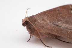 Cissusa