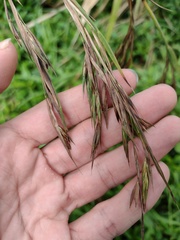 Themeda villosa