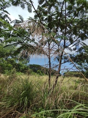 Themeda villosa