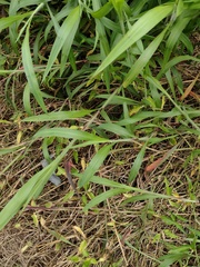 Ischaemum polystachyum