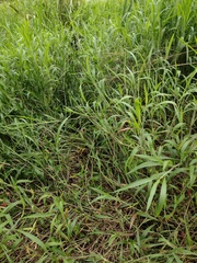 Ischaemum polystachyum