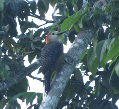 Melanerpes radiolatus