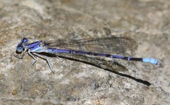 Argia munda
