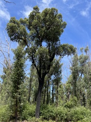 Corymbia gummifera