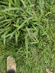 Paspalum paniculatum