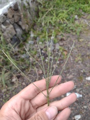 Digitaria violascens