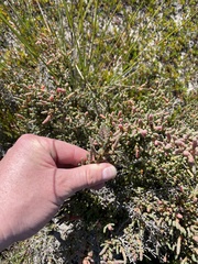 Tecticornia arbuscula