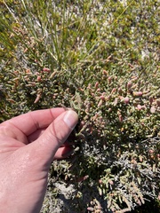 Tecticornia arbuscula