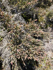 Tecticornia arbuscula