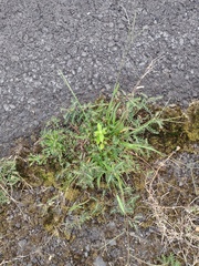 Digitaria violascens