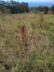 Schizachyrium condensatum