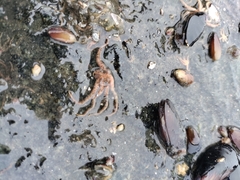 Ophiotrichidae