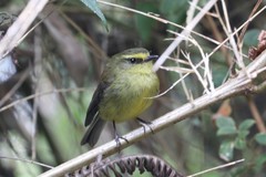 Silvicultrix diadema