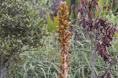 Cipuropsis hospitalis