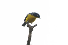 Anisognathus melanogenys