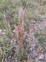 Schizachyrium condensatum