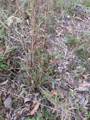 Schizachyrium condensatum