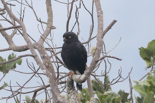 White-rumped Hawk (Parabuteo leucorrhous), photo 10