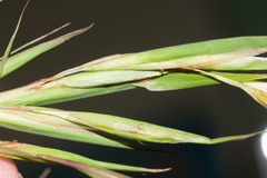 Themeda villosa