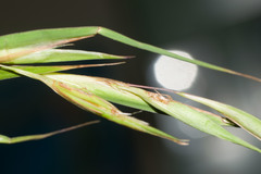 Themeda villosa
