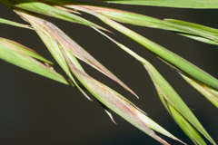 Themeda villosa