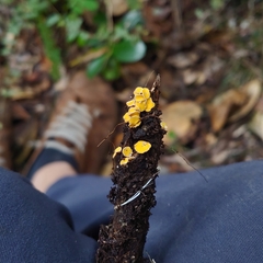 Lachnellula pseudofarinacea