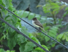 Myiarchus barbirostris