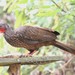 Band-tailed Guan - Photo (c) scaup, some rights reserved (CC BY)