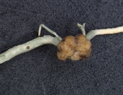 Biatoropsis usnearum