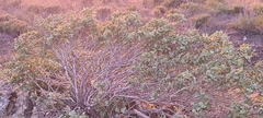 Ambrosia chenopodiifolia