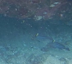 Pareques fuscovittatus