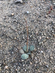 Atrichoseris platyphylla