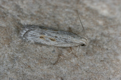 Helcystogramma chambersella