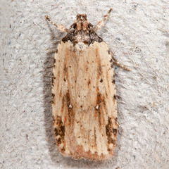 Agonopterix atrodorsella
