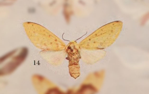 Symphlebia indistincta