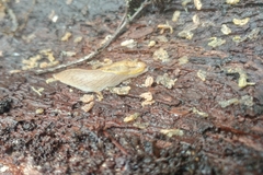 Prophysaon foliolatum